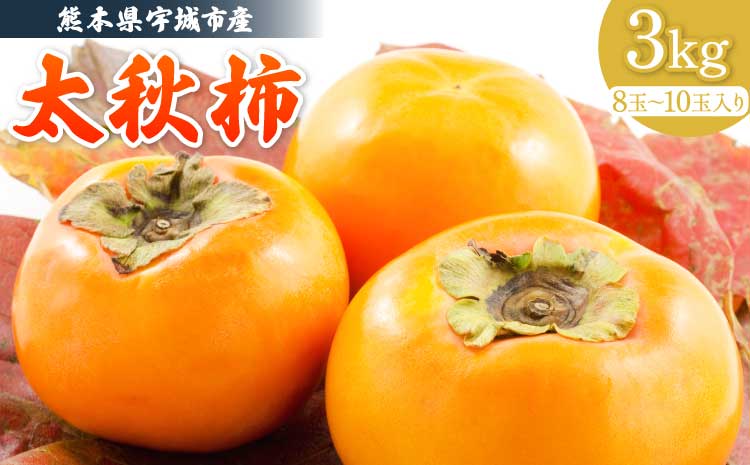 【先行予約】 宇城市産太秋柿 約3kg フレッシュダイレクト【2026年10月中旬〜11月中旬頃順次発送予定】