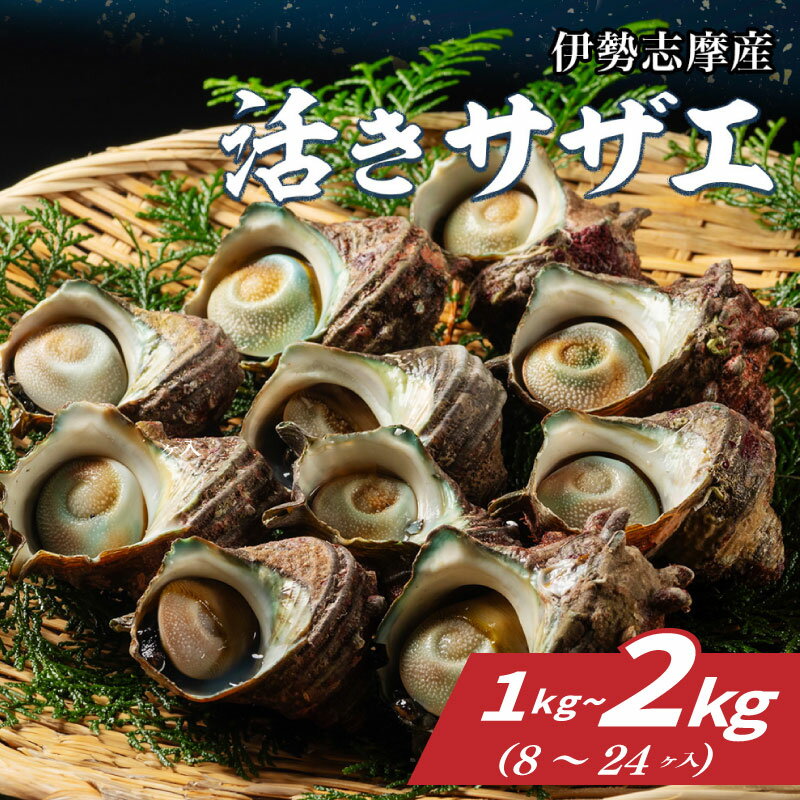 【ふるさと納税】 サザエ 1kg～2kg （8ヶ～24ヶ） 冷蔵 新鮮 海鮮 海産物 魚介 魚貝 活きサザエ 栄螺 貝 刺身 刺し身 お造り つぼ焼き 壺焼き グリル BBQ バーベキュー キャンプ 夏 ギフト 贈り物 三重 伊勢 志摩 南伊勢町 山金商店