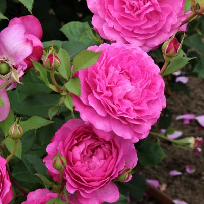 ふるさと納税 枚方市 「京阪園芸」のバラの鉢植え(未開花)