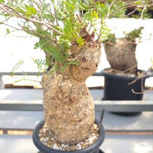 オペルクリカリア・パキプス「塊根植物の王様」(発根管理済) P03 [0426ch]