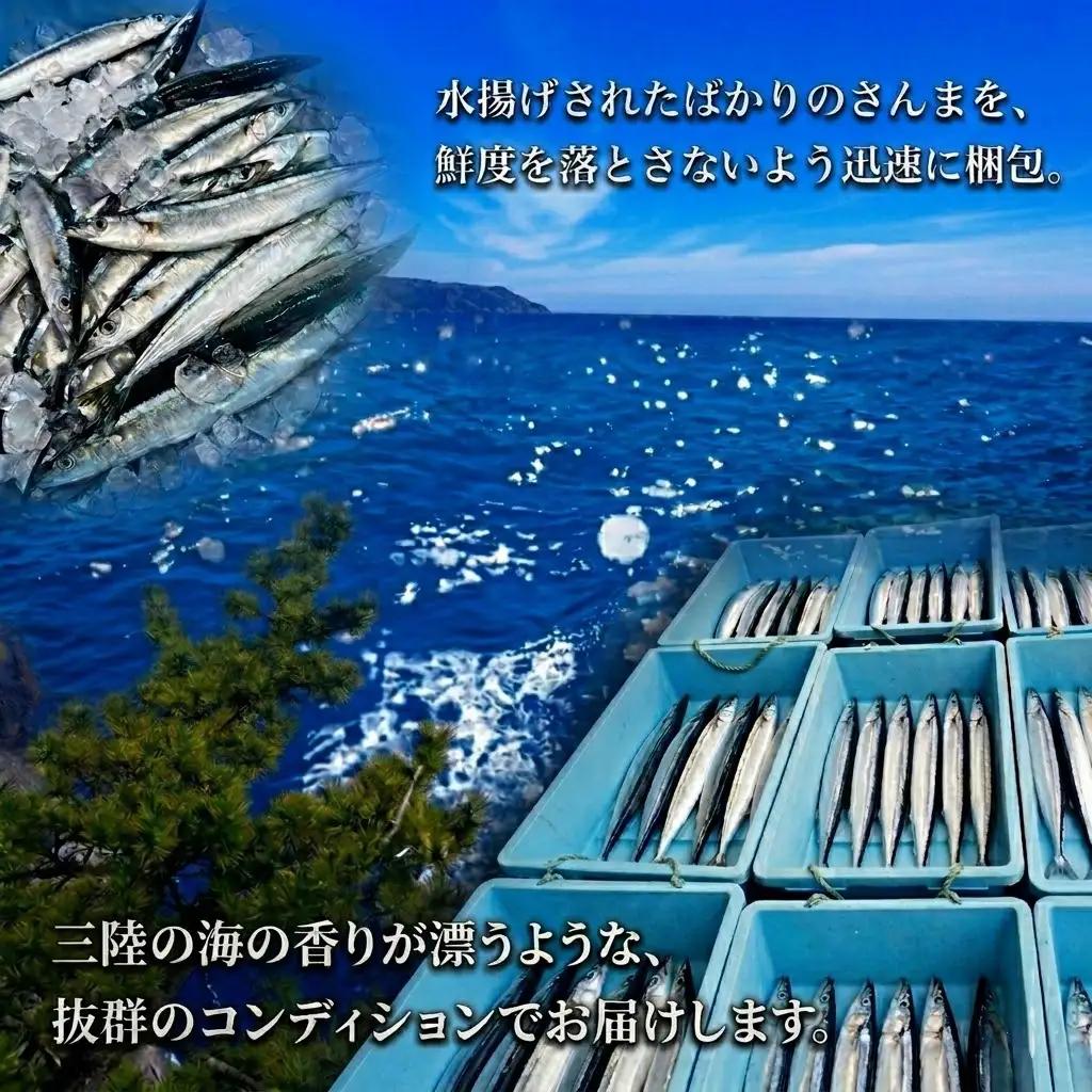 訳あり さんま 2kg 傷あり サイズ不揃い サンマ 秋刀魚 海鮮 魚 焼き魚 新鮮 鮮魚 秋 生さんま 産地直送 国産 三陸 大船渡