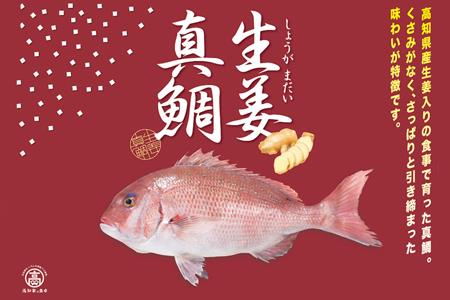 高知産 生姜真鯛 贅沢 鯛