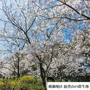 勝浦ひな桜 苗木 1本