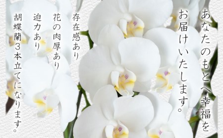 胡蝶蘭 5株 花 ギフト 記念日 お祝い 胡蝶蘭
