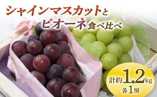 《先行予約 2025年度発送》 シャインマスカットとピオーネ食べ比べ 約1.2kg  マスカット ぶどう ブドウ 葡萄 デザート フルーツ 果物 くだもの 果実 食品 山形県 FSY-0708