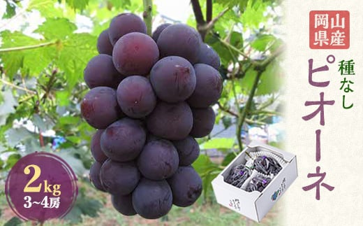 
            岡山県産　ピオーネ2kg箱(3～4房)【1112963】
          