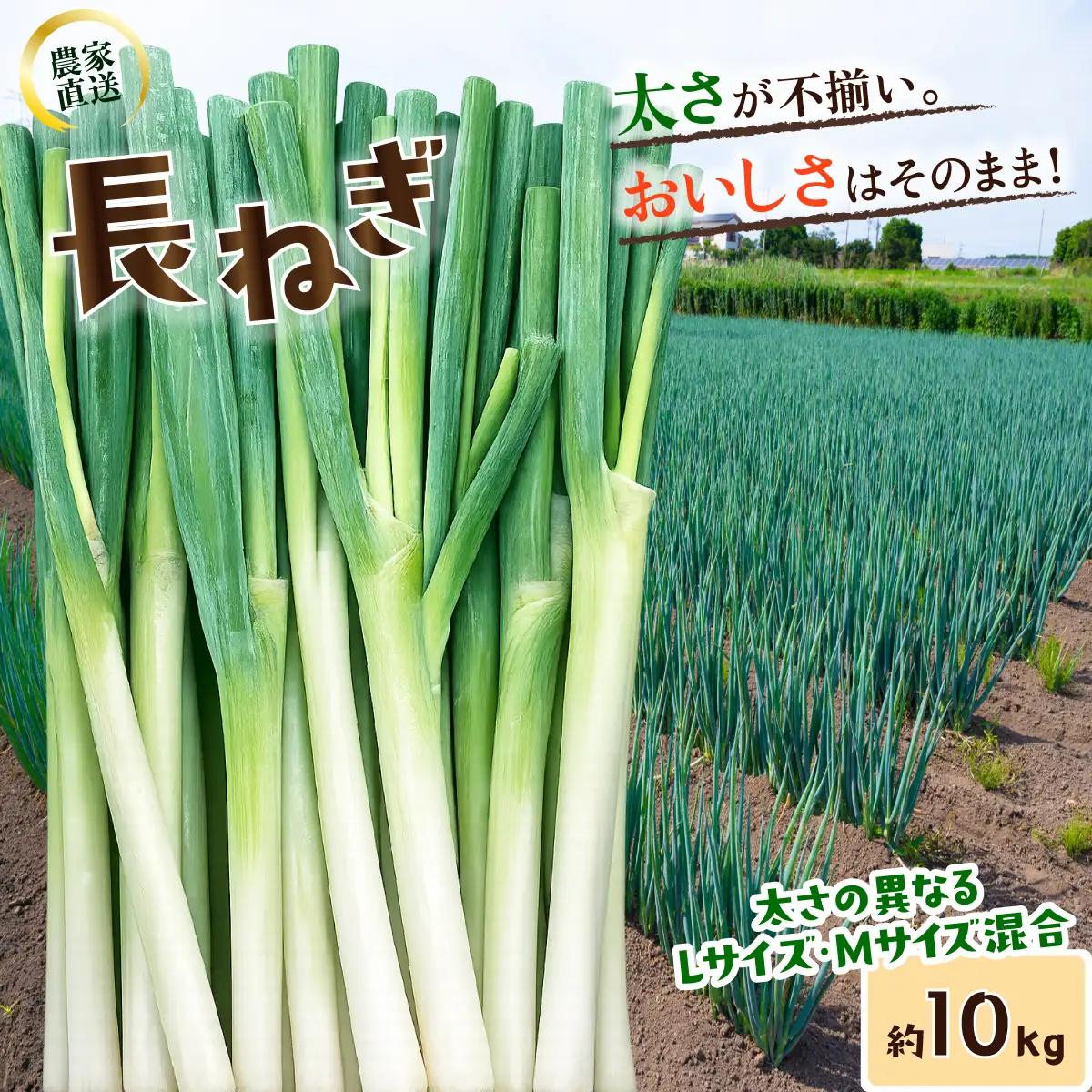 長ねぎ 約10kg 長ネギ 白ねぎ 白ネギ