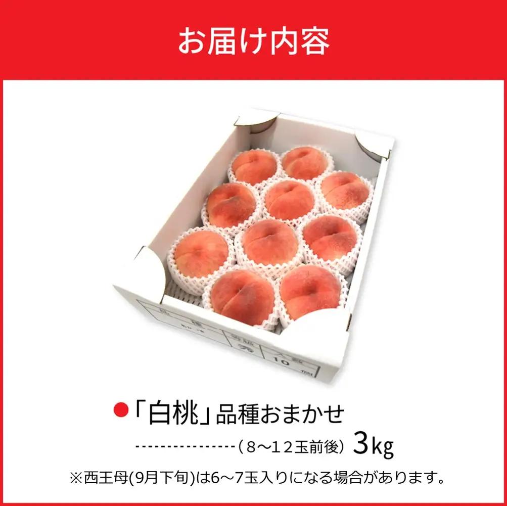 桃 白桃 3kg 品種おまかせ 8-12玉 令和8年産 桃 フルーツ