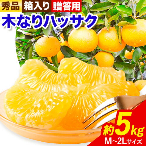 【ふるさと納税】【先行予約】秀品 贈答用 木なり ハッサク 約 5kg (M〜2Lサイズ) 笑いの里のTommyファーム《2026年3月上旬-末頃出荷》和歌山県 日高町 はっさく みかん 八朔 贈答用 旬 柑橘 フルーツ 果物 ミカン 柑 産地直送 箱入り