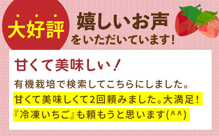 【12〜4月発送】農園直送「いちごさん・さがほのか」500g（約250g×2パック）【花祭果実】フルーツ 果物 くだもの イチゴ 苺 いちご 食べ比べ 食べくらべ 2品種 二品種 お試し 新鮮 農家直