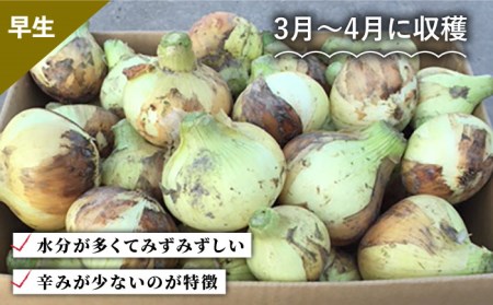 【先行予約】【訳あり】＜2024年3月下旬以降発送＞佐賀県産 玉ねぎ 10kg【八丁屋】新玉ねぎ 訳あり 晩生 訳あり たまねぎ 訳あり玉葱 訳あり 玉ねぎ 訳あり タマネギ 訳あり 佐賀 訳あり 佐