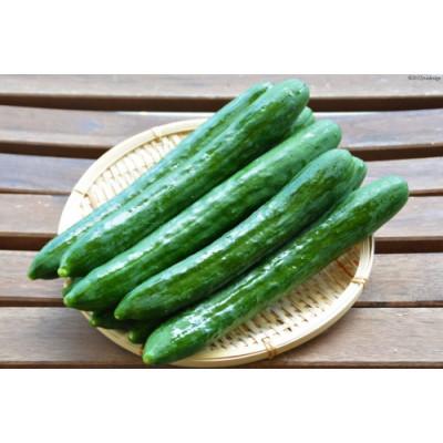 ふるさと納税 島原市 令和8年度出荷分【秀品】きゅうり 2kg以上(13~16本) |  | 01