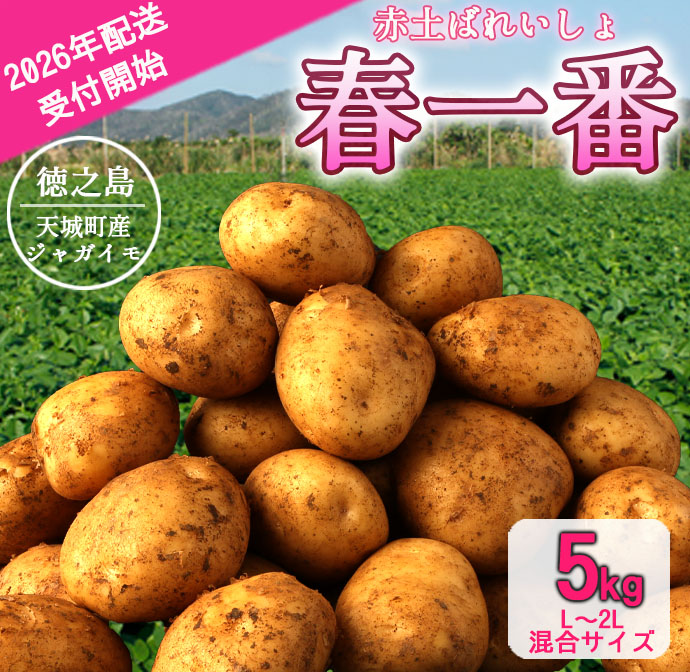 【先行受付】徳之島 天城町産 赤土ばれいしょ 新じゃが 春一番 5kg L～2L 混合サイズ ジャガイモ じゃがいも バレイショ マイナビ