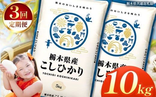 【定期便3回】栃木県産コシヒカリ 10kg | 2025年 2025年米 令和7年米 秋 白米 ごはん ご飯 小分け 人気 おいしい 旨い おにぎり おむすび お弁当 限定 栃木県共通返礼品 栃木県 下野市 送料無料