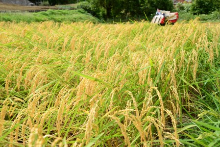 【 定期便 】 令和5年産 里山新見のめぐみ コシヒカリ 10kg(5kg×2袋)3ヶ月連続