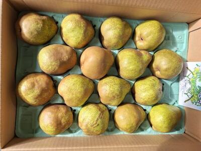 西洋梨（ラ・フランス）５ｋｇ　ご家庭用　0056-2619