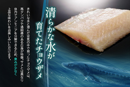 チョウザメの切り身70g×8パックセット 魚介 真空パック カット済み【B687】