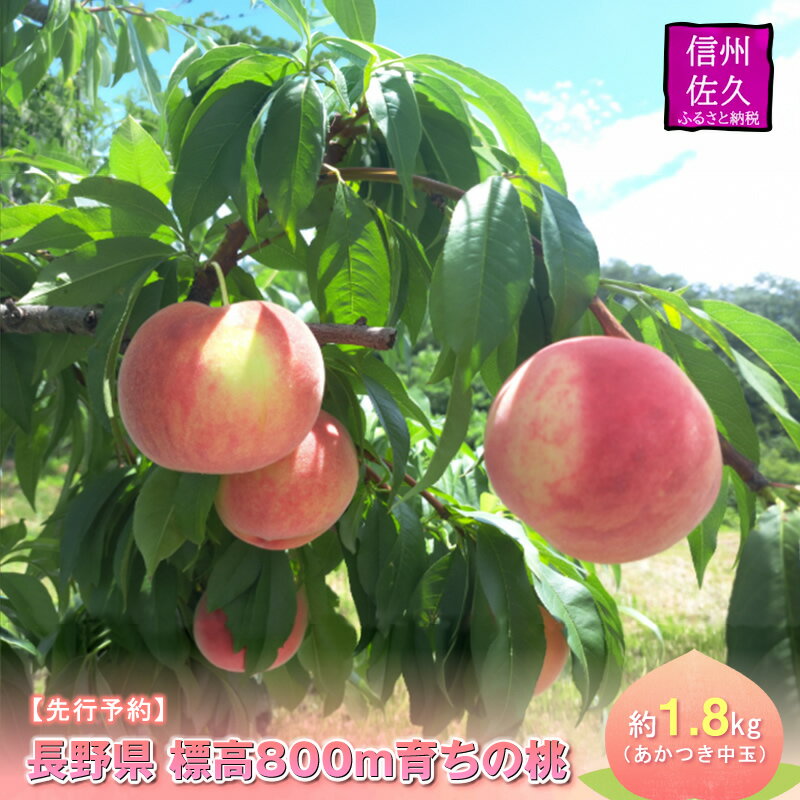 【ふるさと納税】【先行予約】長野県 標高800m育ちの桃 約1.8kg（あかつき中玉）〈2026年8月1日～15日出荷／ 北海道・沖縄・離島は配送不可＞信州 果物 スモモ 旬彩 期間限定 【 フルーツ 長野県 佐久市 】