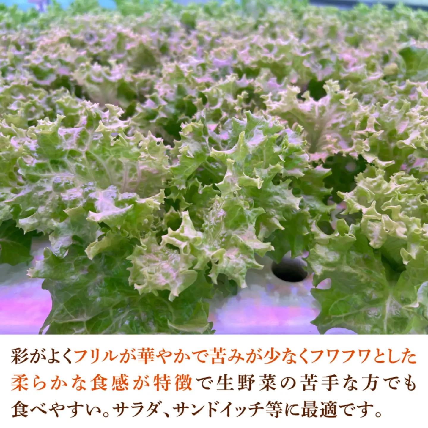 【定期便】4週連続お届け！採れたてフレッシュな無農薬リーフレタス（合計800g）野菜 葉っぱ