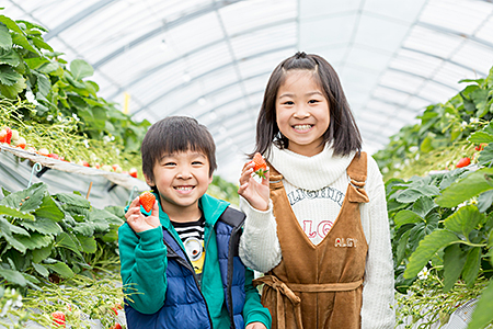 【定期便3回】佐賀県産 ３種いちご食べ比べ【2～4月発送】：B395-006