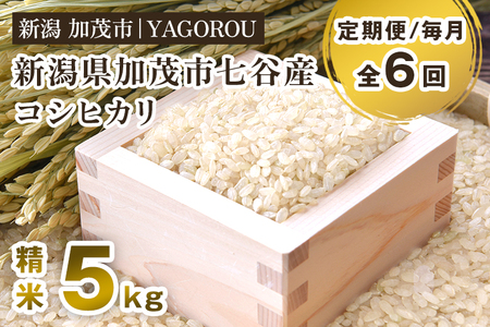 【令和8年産新米先行予約】【定期便6ヶ月毎月お届け】七谷産コシヒカリ 精米5kg《10月上旬～順次出荷》