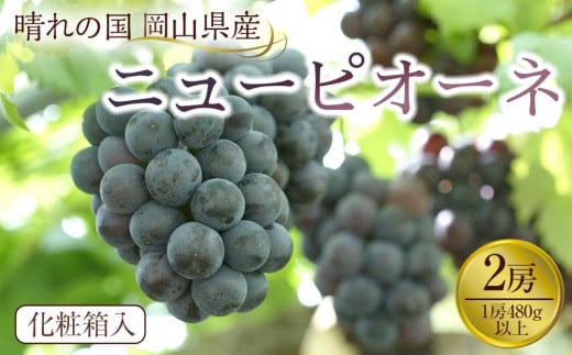 GC15【先行予約】岡山県産 ニューピオーネ 2房（1房480g以上）約1kg 化粧箱入り【 ニューピオーネ 人気フルーツ 岡山フルーツ おすすめフルーツ 岡山県 倉敷市】