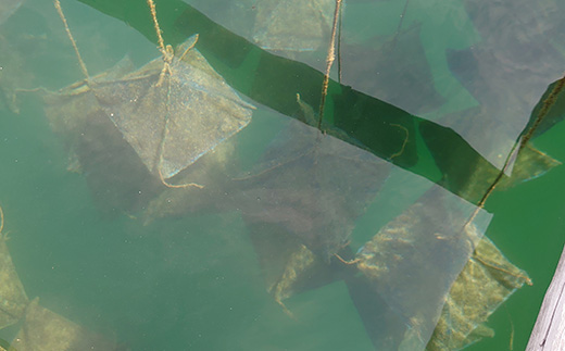 【030-74】akoya　カーブピアス（シルバーカラー）*