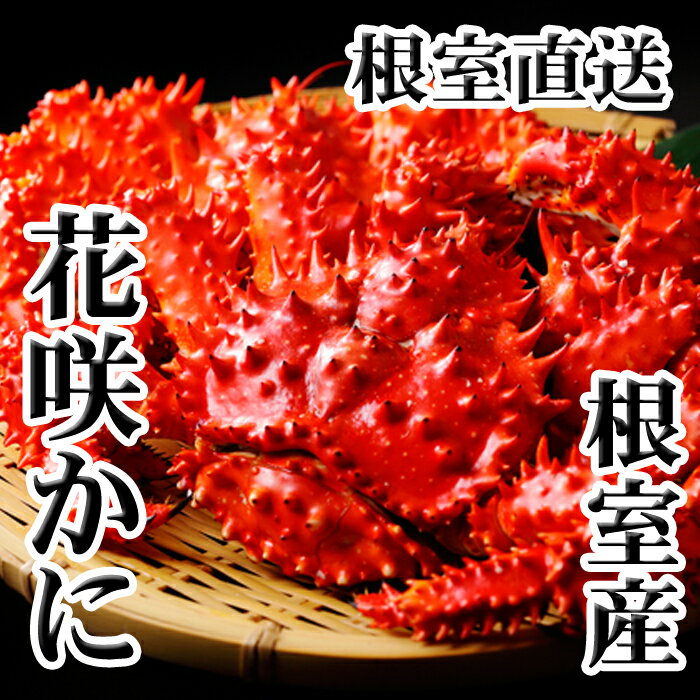 【ふるさと納税】【12月21日決済確定分まで年内配送】 [北海道根室産] 花咲かに 300 〜 450g × 6 尾 花咲がに 花咲 花咲ガニ 花咲蟹 かに カニ 蟹 お取り寄せ グルメ 海鮮 北海道 根室市 ふるさと納税 C-36005