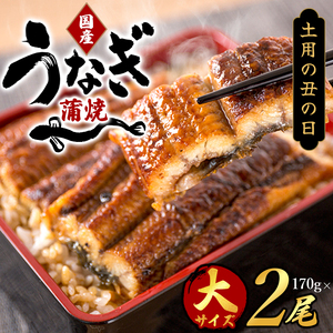 大型サイズ　ふっくら柔らか　国産うなぎ蒲焼き　2尾　化粧箱入【土用の丑の日のうなぎ】［UT05］【uot302-dy】 