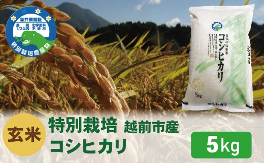 【令和7年度 新米・玄米】特別栽培 越前市産コシヒカリ 5kg