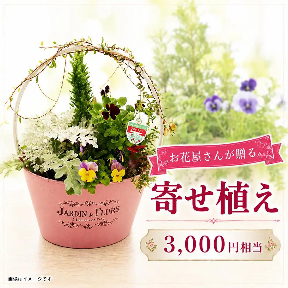 オリジナル 寄せ植え 3000円相当｜母の日 誕生日 花ギフト 「百花-MoKa-」