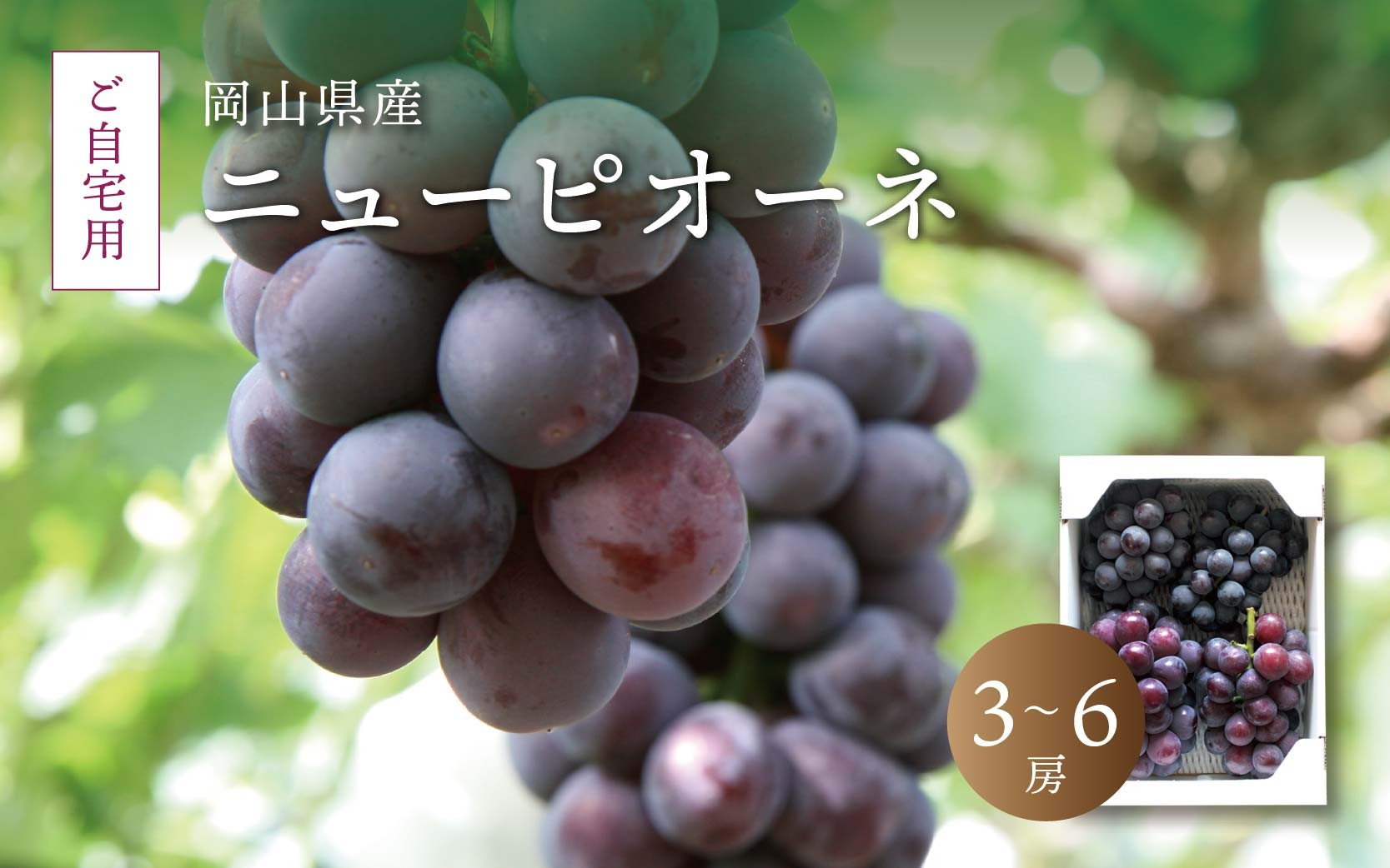 
            真庭市産 ニューピオーネ 自宅用 3～6房 /  (2025年8月中旬以降発送予定) ぶどう 自宅用 訳あり 岡山 真庭 ピオーネ 真庭市 大粒 葡萄 果物 フルーツ 濃厚 ピオーネ 人気 数量限定 黒ぶどう 大粒 種なし スイーツ【pione02】 
          