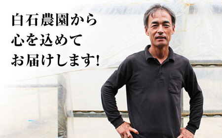 【訳あり】ミニトマト約3kg  ＜白石農園＞ [CBI003] トマト とまと フルーツトマト こだわりトマト おすすめトマト トマト おススメトマト 人気トマト 定番トマト 通販トマト トマト お取