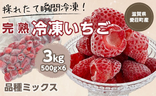 【採れたて瞬間冷凍！】滋賀県愛荘町産　冷凍いちご 3kg（500g×6）品種ミックス　（ 有機 有機肥料 冷凍 いちご 紅ほっぺ よつぼし みおしずく あまえくぼ　BJ06）