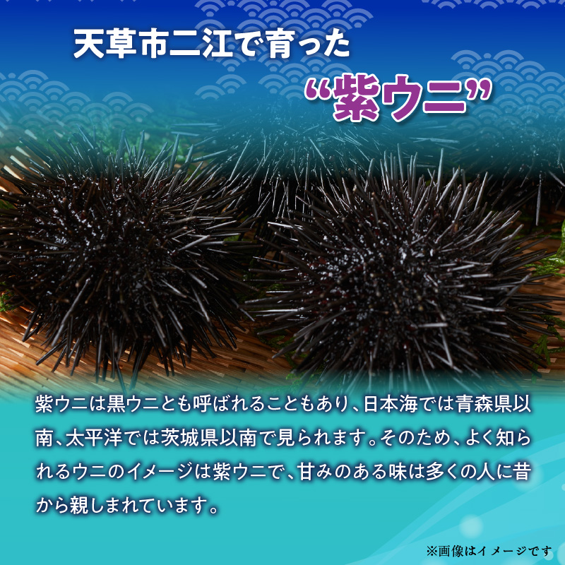 S157-012_天草二江の天然紫うに 100g 100g