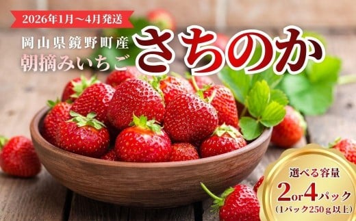 
            【選べる容量】鏡野町産 朝摘みいちご「さちのか」2〜4パック（合計500g〜1kg）【2026年1月～4月発送】【029-a014】【029-a015】
          