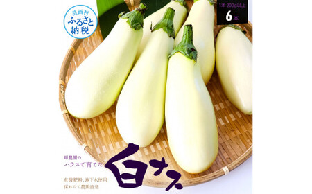 先行予約 白ナス6本 -  なす 茄子 1本200g以上 野菜 新鮮 美味しい グラタン シチュー ラタトゥイユ 洋食 和食 料理 お取り寄せ ふるさとのうぜい 故郷納税 5000円 返礼品 高知県 