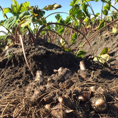 
                  今だけの旬野菜・伝統的高級京野菜!煮物や鍋料理で! 海老芋 子芋LM 2kg【1472529】
                