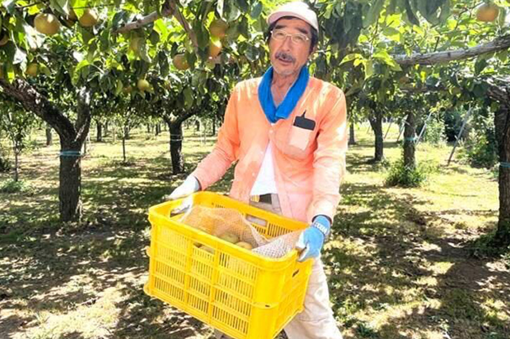 【先行受付】男鹿梨 「伊藤梨園」の南水 梨 約5kg 秋田県 男鹿市 旬の果物 2025年10月中旬以降出荷