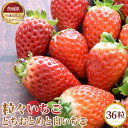 【ふるさと納税】No.362 【先行予約】粒々いちご36粒　とちおとめと白いちご【茨城県共通返礼品 かすみがうら市】 ／ 旬 新鮮 苺 イチゴ 果物 フルーツ 詰合せ セット 送料無料 茨城県