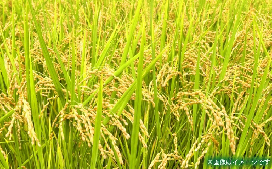 【年3回連続定期便】 【令和7年度産】 熊本県産のお米 計15kg（5kg×3回） 