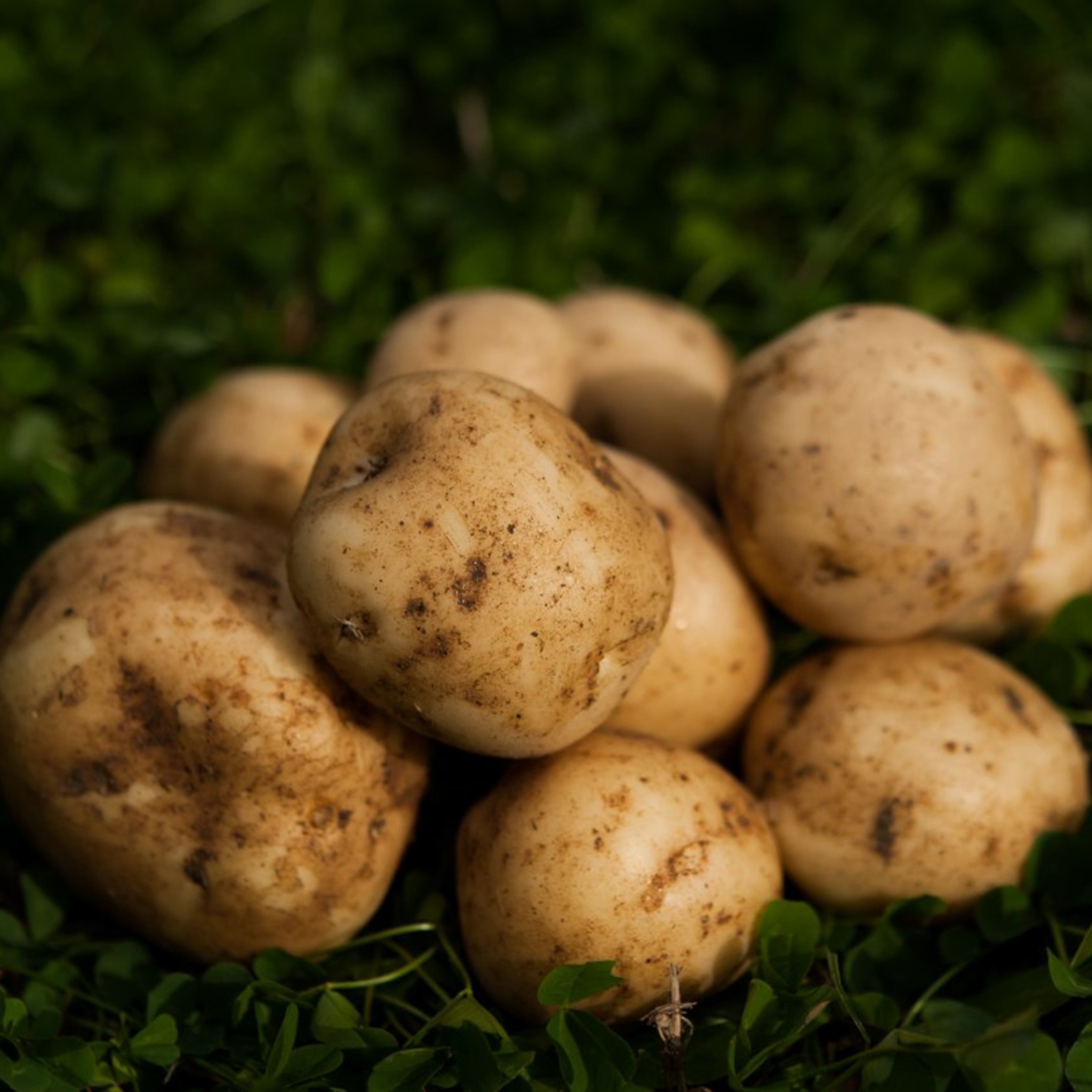 越冬十勝野じゃがいもメークイン10kg	【2026年春出荷】（先行受付）［按田農場］