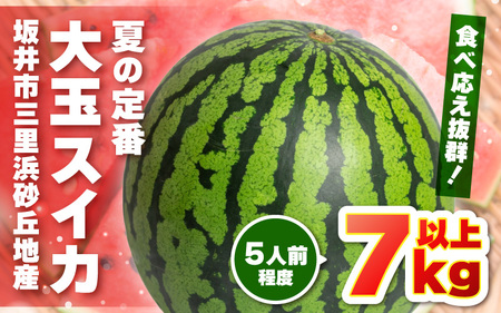 【先行予約】坂井市三里浜砂丘地産 大玉スイカ 2Lサイズ 1玉（7kg以上） 【2026年6月上旬以降順次発送予定】 【スイカ 西瓜 すいか デザート 果物 くだもの 夏 ジューシー 高糖度 お取り寄