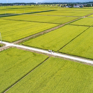 新米 玄米 令和6年産 あきた栗山 大谷米 あきたこまち 10kg 秋田県産 あきたこまち オータニファーム