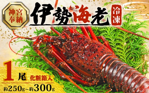 【年内配送・化粧箱入】 伊勢海老 約250g~300g × 1尾 冷凍 数量限定 期間限定 伊勢海老 伊勢エビ 伊勢 海老 エビ イセエビ 刺身 焼き物 お味噌汁 鍋 ボイル エビフライ アレンジ可 職人厳選 新鮮 海鮮 ギフト 贈答 急速冷凍 三重県 志摩市