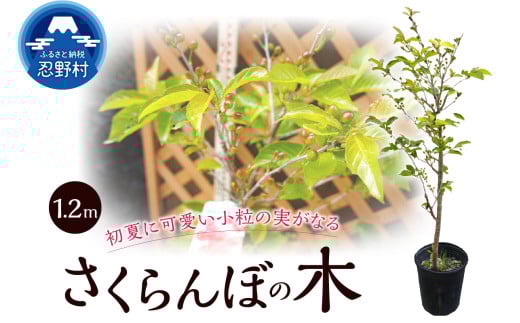 さくらんぼの木（桜桃）《品種：暖地》1.2ｍ