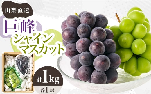 
            ＜2026年先行受付＞シャインマスカット 巨峰 2種セット 大人気ぶどう2種盛り合わせ計1kg以上【1296211】
          