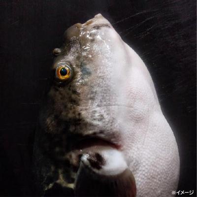 ふるさと納税 南あわじ市 熟成とらふぐ【冬の王】(四人前)配送:2月28日まで |  | 01