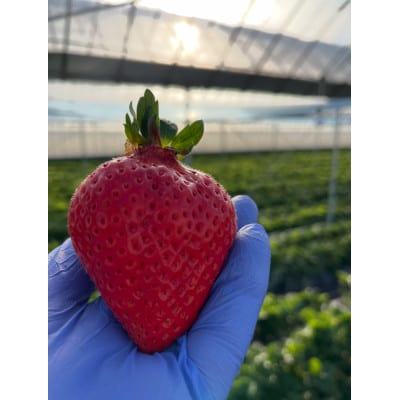 ふくおかエコ農産物認証いちご 福岡県産あまおう苺 約250g×4P(3月から4月中旬発送)宇美町【配送不可地域：離島・北海道・沖縄県】