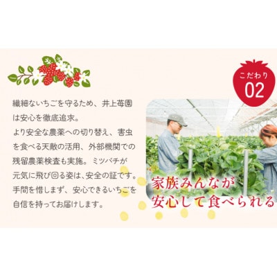 井上苺園　あまおとめ(270g×2パック)【V002540】【配送不可地域：離島・北海道・沖縄県】【1660699】